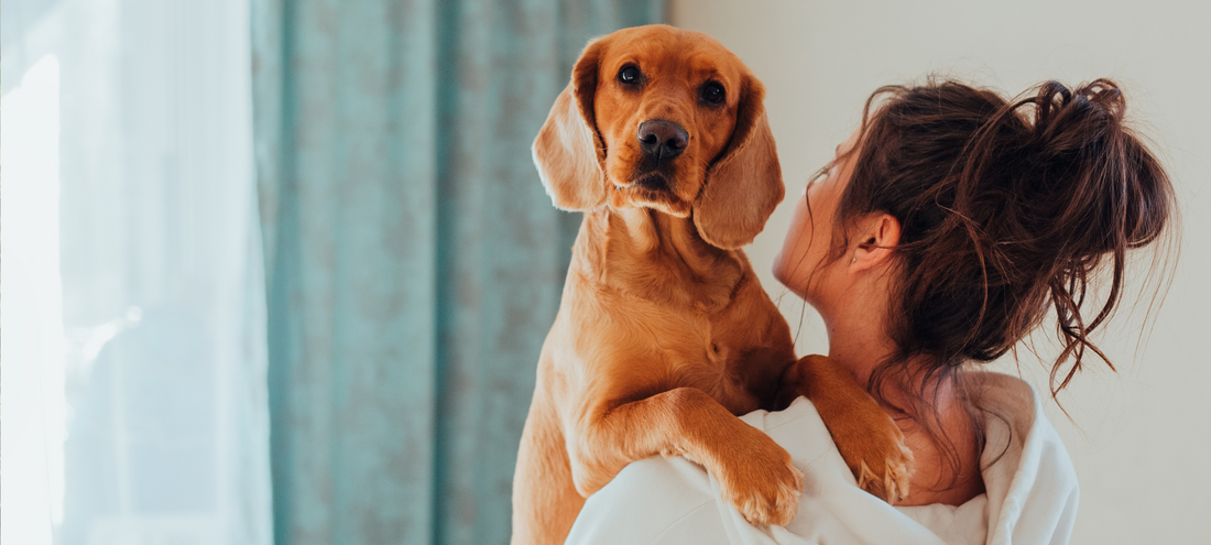 How Can I Tell If My Dog Has a Sensitive Stomach?